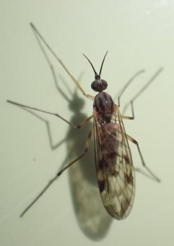 Sylvicola sp.